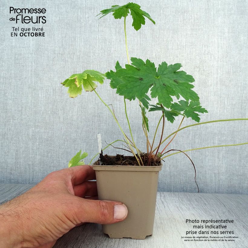 Esemplare di Geranium phaeum Golden Spring - Geranio stellato Vasetto da 8/9 cm come consegnato in autunno