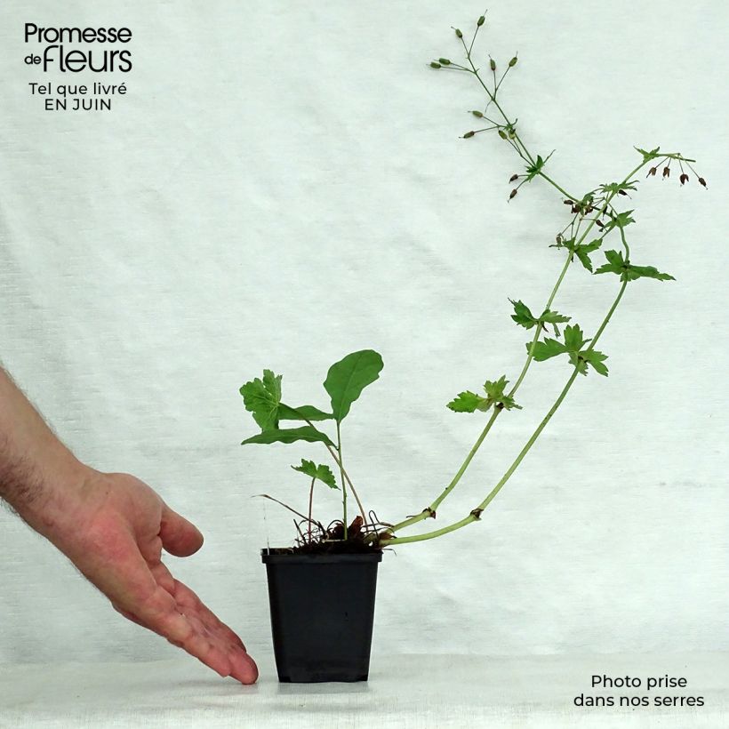 Esemplare di Geranium phaeum Golden Spring - Geranio stellato Vasetto da 8/9 cm consegnato in estate