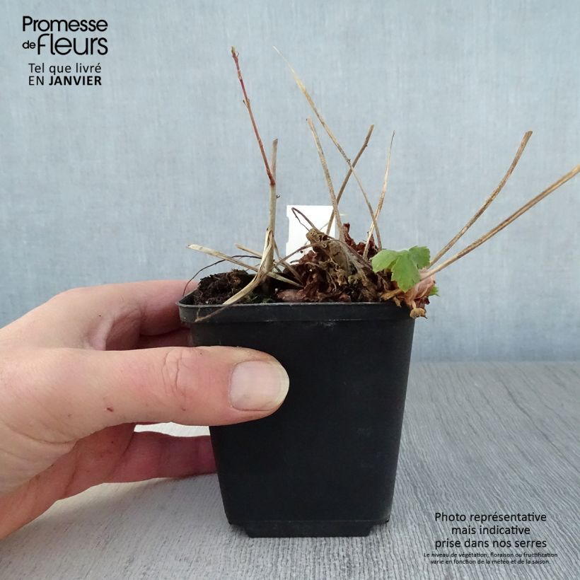 Geranium phaeum Golden Spring - Geranio stellato Vasetto da 8/9 cm esemplare consegnato in inverno
