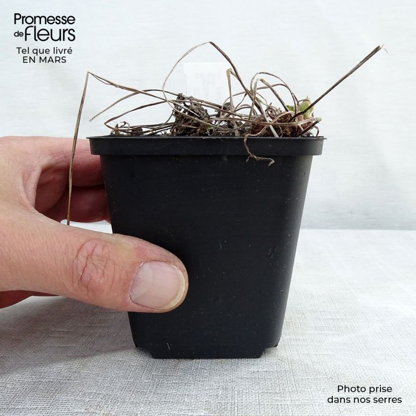 Geranium phaeum Lily Lovell - Geranio stellato Vasetto da 8/9 cm esemplare consegnato in inverno