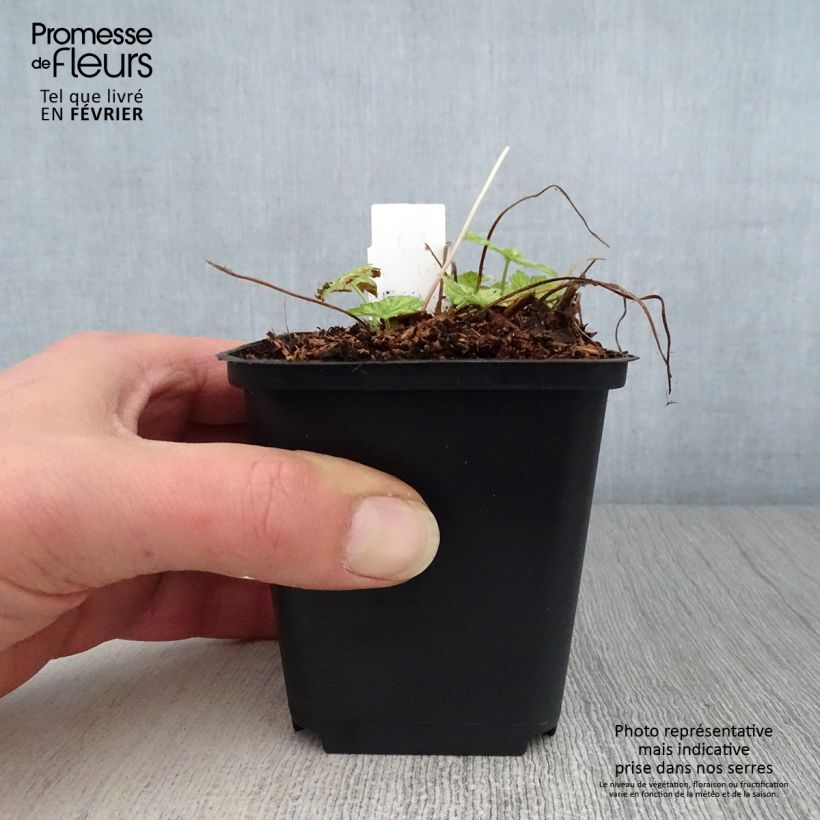 Geranium phaeum Margaret Wilson - Geranio stellato Vasetto da 8/9 cm esemplare consegnato in inverno