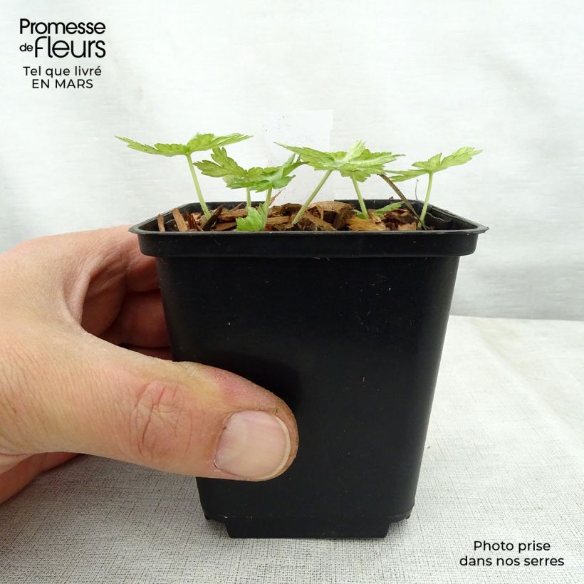 Geranium phaeum Margaret Wilson - Geranio stellato Vasetto da 8/9 cm esemplare consegnato in primavera