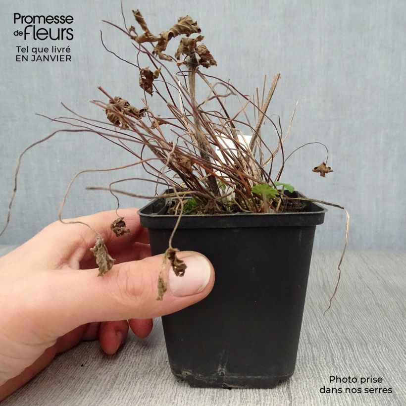 Geranium phaeum Mourning Widow - Geranio stellato Vasetto da 8/9 cm esemplare consegnato in inverno