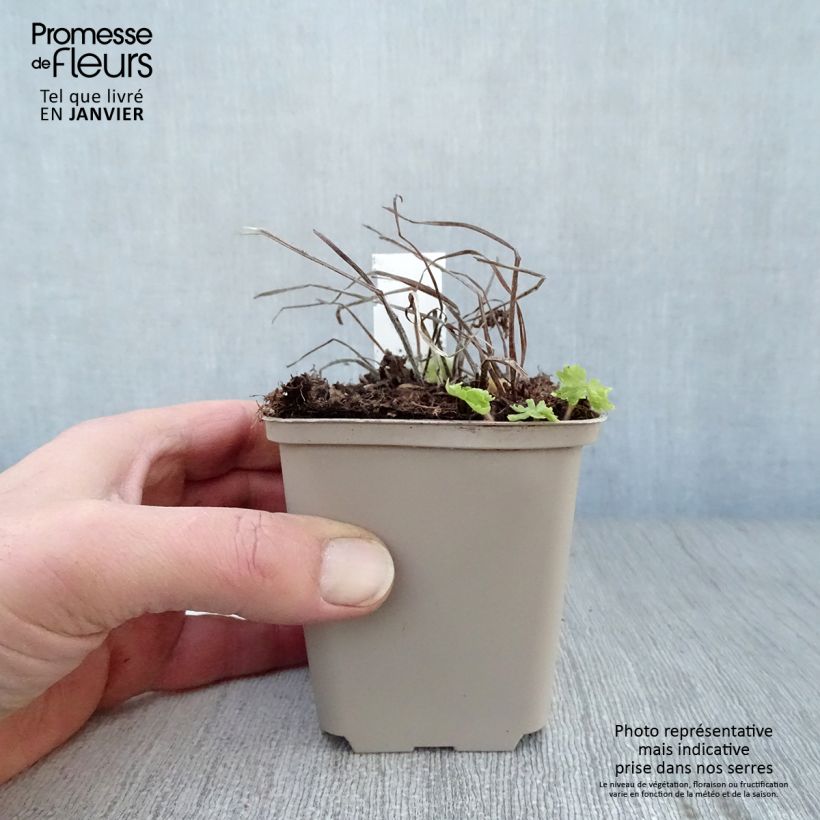 Geranium phaeum Raven - Geranio stellato Vasetto da 8/9 cm esemplare consegnato in inverno