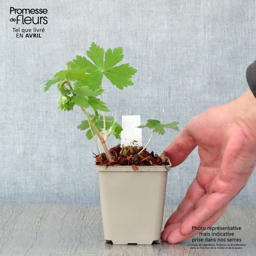 Geranium phaeum Raven - Geranio stellato Vasetto da 8/9 cm esemplare consegnato in primavera