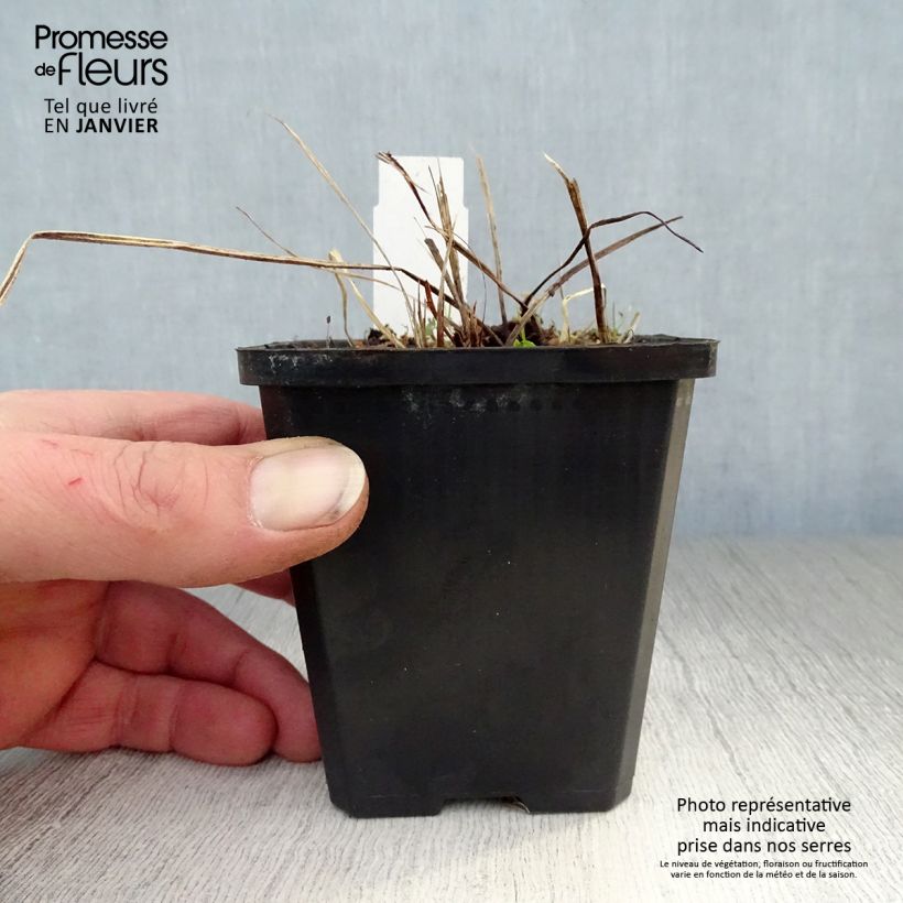 Geranium phaeum Samobor - Geranio stellato Vasetto da 8/9 cm esemplare consegnato in inverno