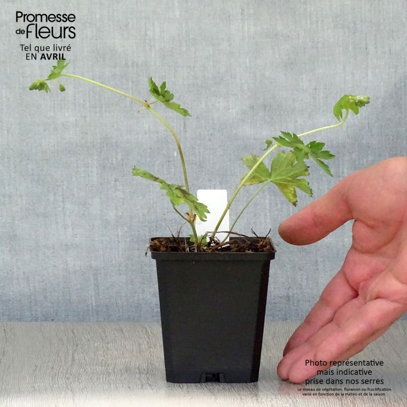 Geranium phaeum Samobor - Geranio stellato Vasetto da 8/9 cm esemplare consegnato in primavera