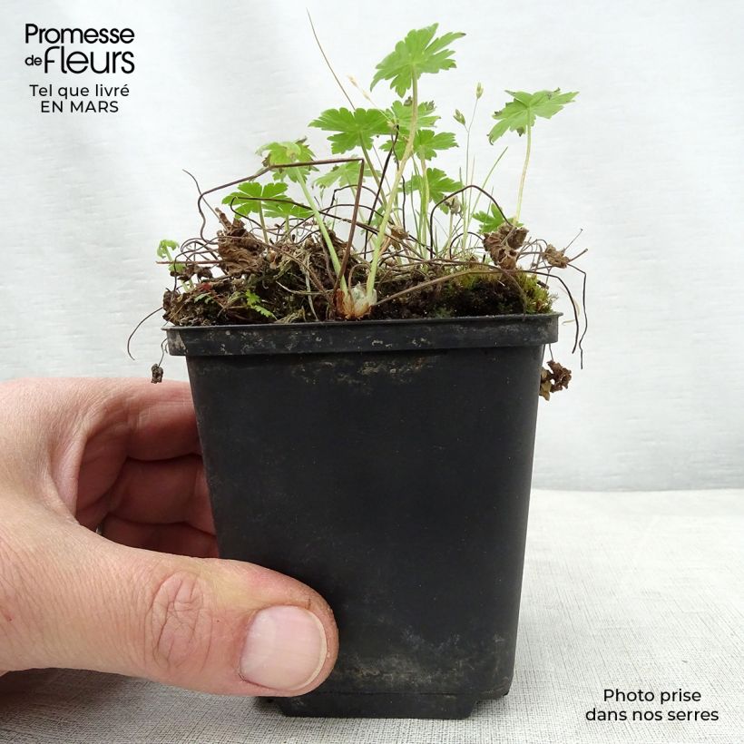 Geranium phaeum var. lividum - Geranio stellato Vasetto da 8/9 cm esemplare consegnato in primavera