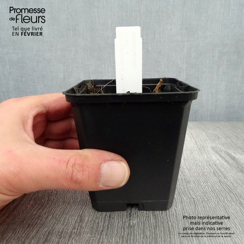 Geranium pratense Algera Double - Geranio dei prati Vasetto da 8/9 cm esemplare consegnato in inverno