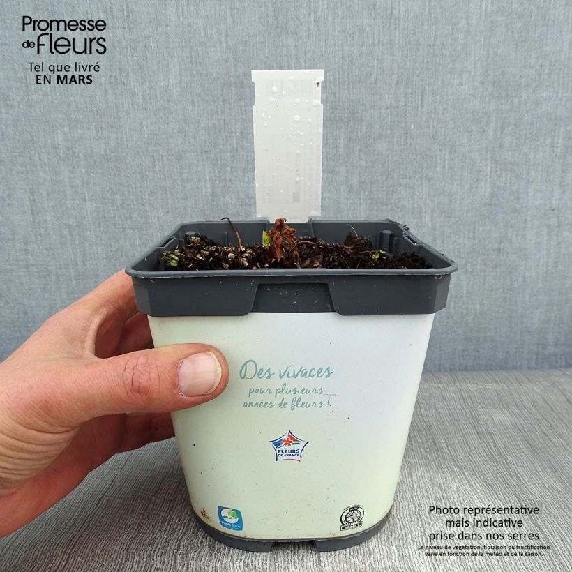 Geranium pratense Algera Double - Geranio dei prati Vaso da 2L/3L esemplare consegnato in inverno