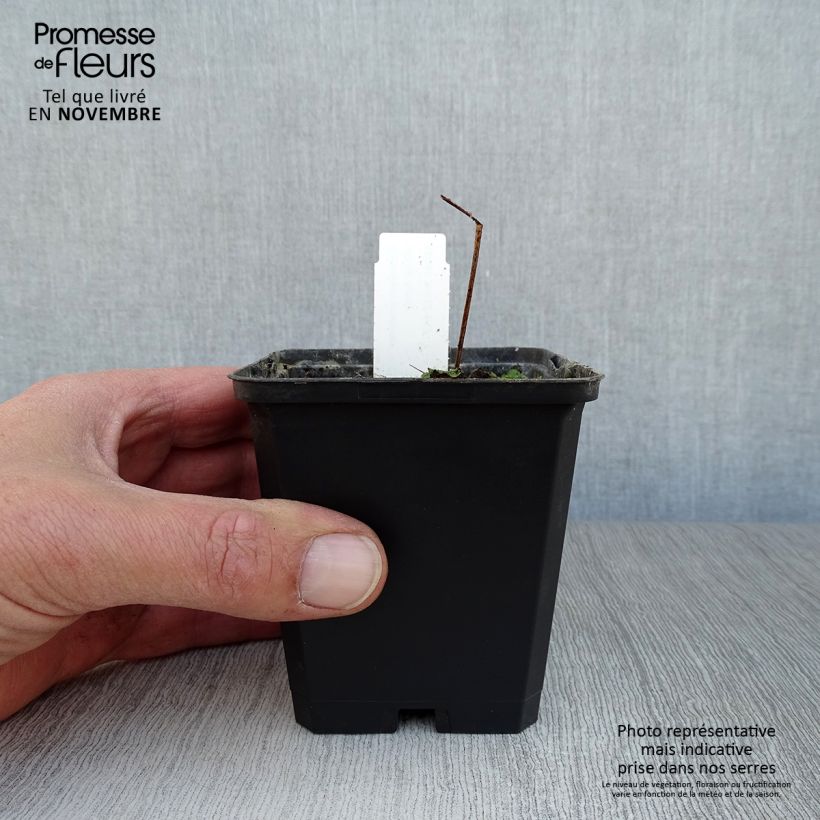 Esemplare di Geranium pratense Black n white Army - Geranio dei prati Vasetto da 8/9 cm come consegnato in autunno
