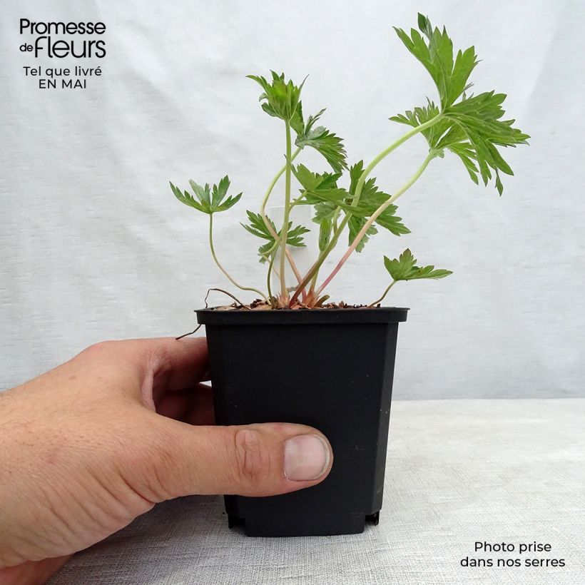 Geranium pratense Cloud Nine - Geranio dei prati Vasetto da 8/9 cm esemplare consegnato in primavera