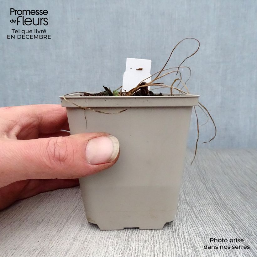 Geranium pratense Cloud Nine - Geranio dei prati Vasetto da 8/9 cm esemplare consegnato in inverno