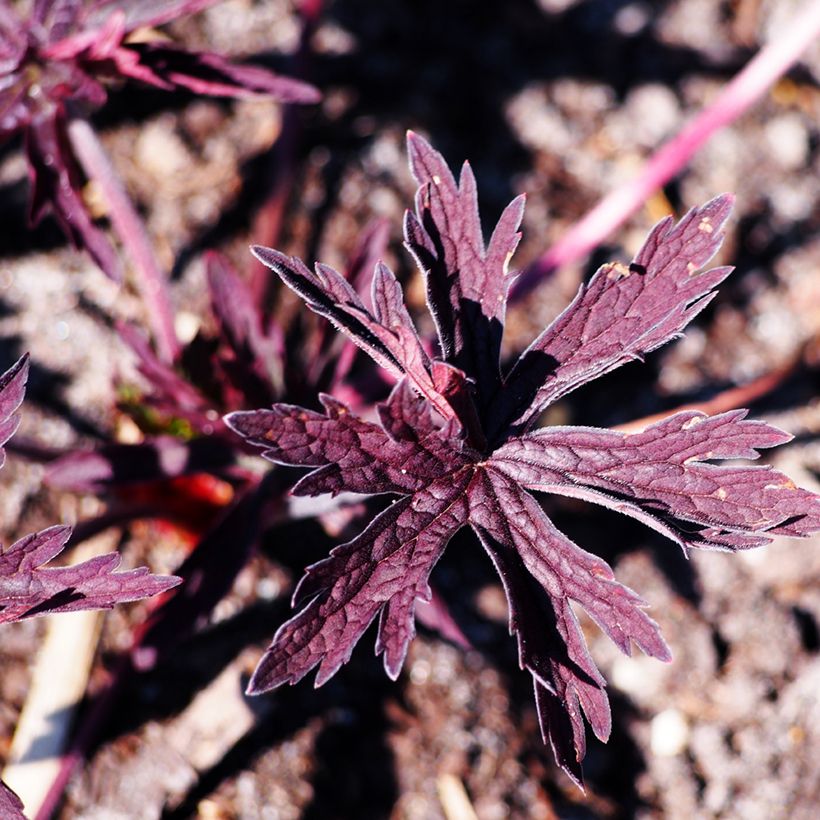 Geranium pratense Dark Reiter - Geranio dei prati (Fogliame)