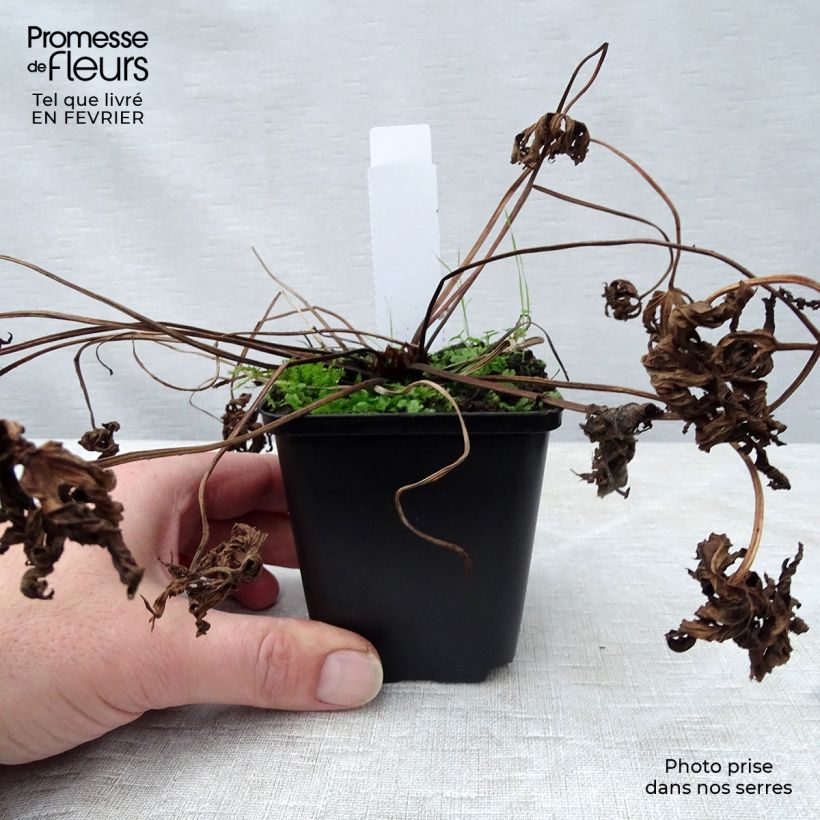 Geranium pratense f. albiflorum Galactic - Geranio dei prati Vasetto da 8/9 cm esemplare consegnato in inverno