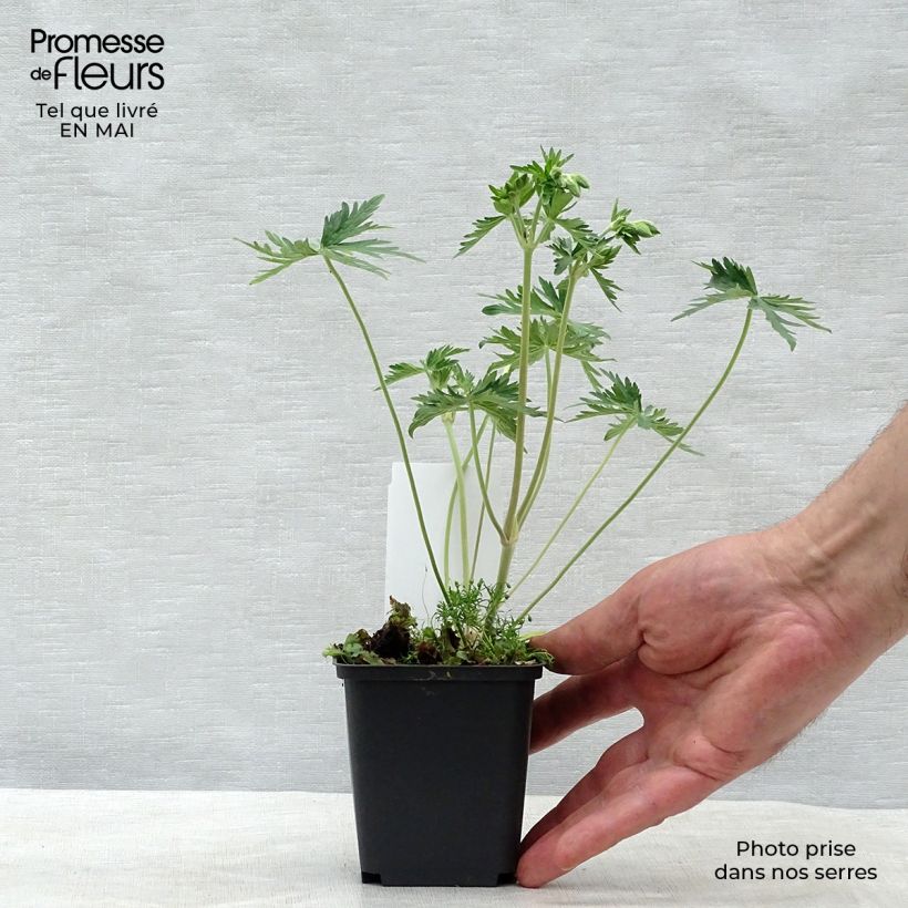 Geranium pratense f. albiflorum Galactic - Geranio dei prati Vasetto da 8/9 cm esemplare consegnato in primavera