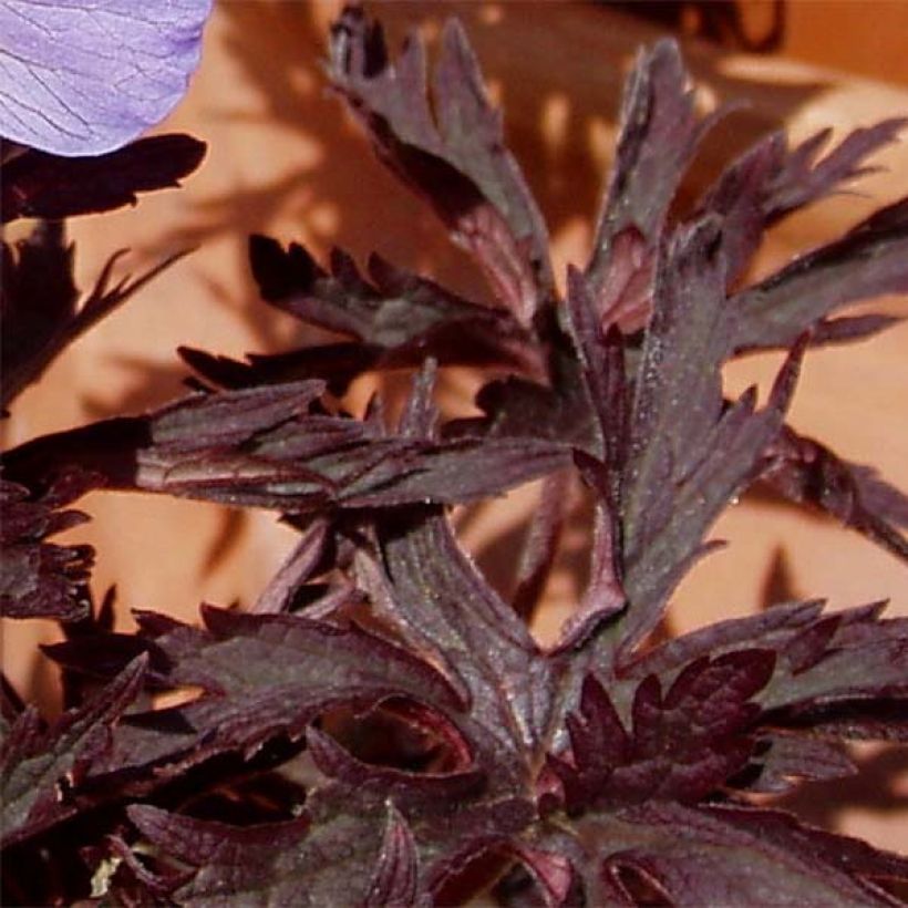 Geranium pratense Hocus Pocus - Geranio dei prati (Fogliame)