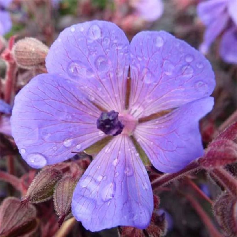 Geranium pratense Hocus Pocus - Geranio dei prati (Fioritura)