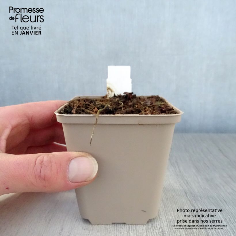 Geranium pratense Hocus Pocus - Geranio dei prati Vasetto da 8/9 cm esemplare consegnato in inverno