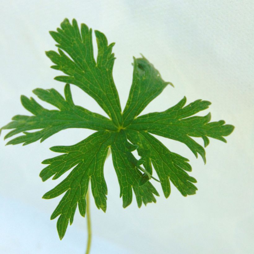 Geranium pratense Laura - Geranio dei prati (Fogliame)