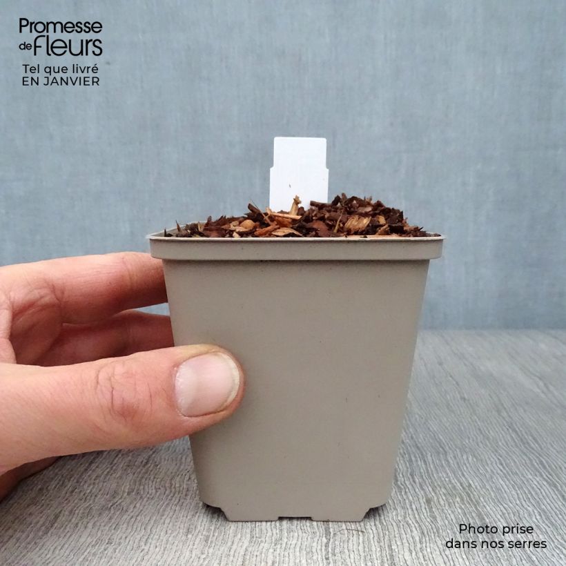 Geranium pratense Laura - Geranio dei prati Vasetto da 8/9 cm esemplare consegnato in inverno