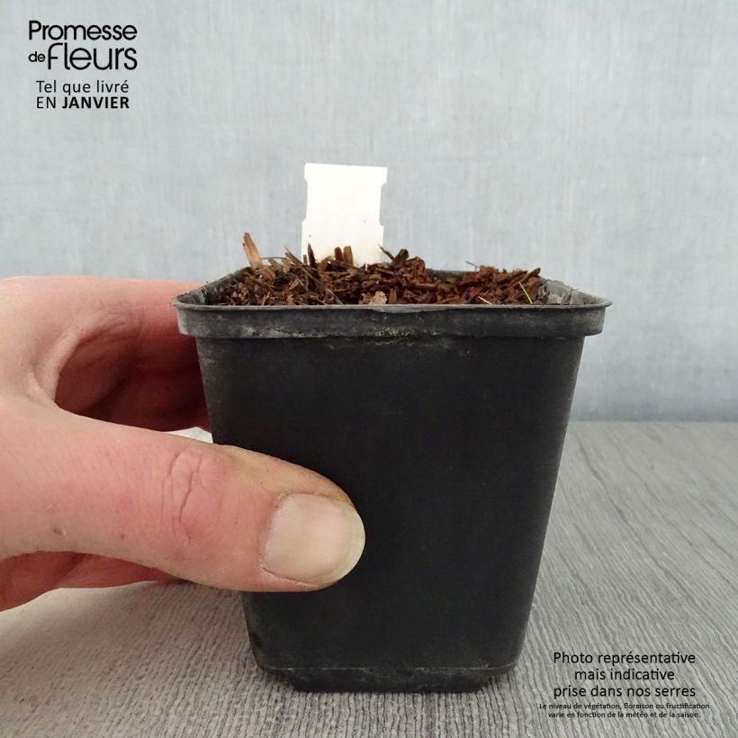 Geranium pratense Marshmallow - Geranio dei prati Vasetto da 8/9 cm esemplare consegnato in inverno