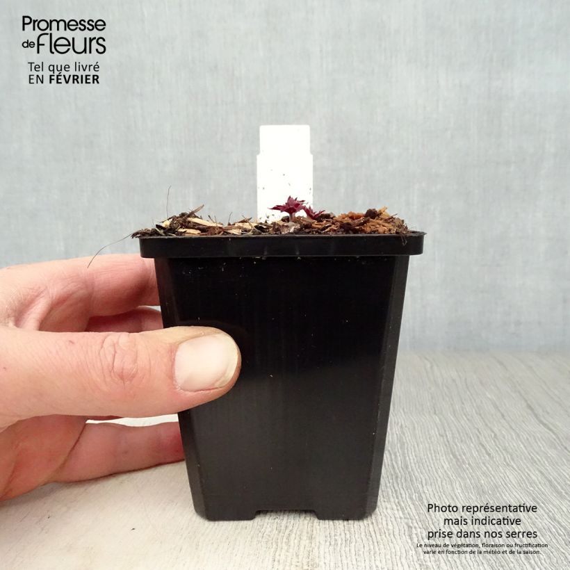 Geranium pratense Midnight Reiter - Geranio dei prati Vasetto da 8/9 cm esemplare consegnato in inverno