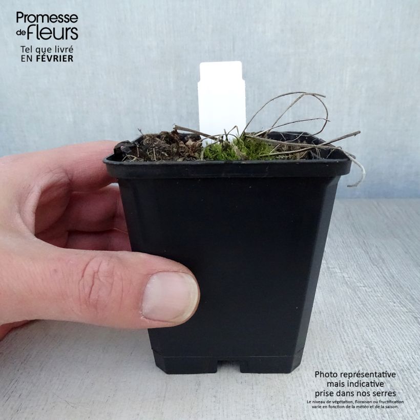 Geranium pratense Plenum Album - Geranio dei prati Vasetto da 8/9 cm esemplare consegnato in inverno