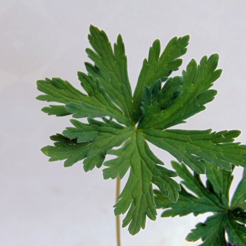 Geranium pratense Splish Splash - Geranio dei prati (Fogliame)