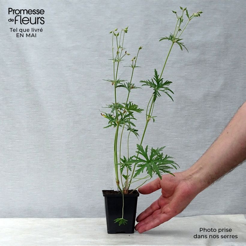 Geranium pratense Summer Skies - Geranio dei prati Vasetto da 8/9 cm esemplare consegnato in primavera