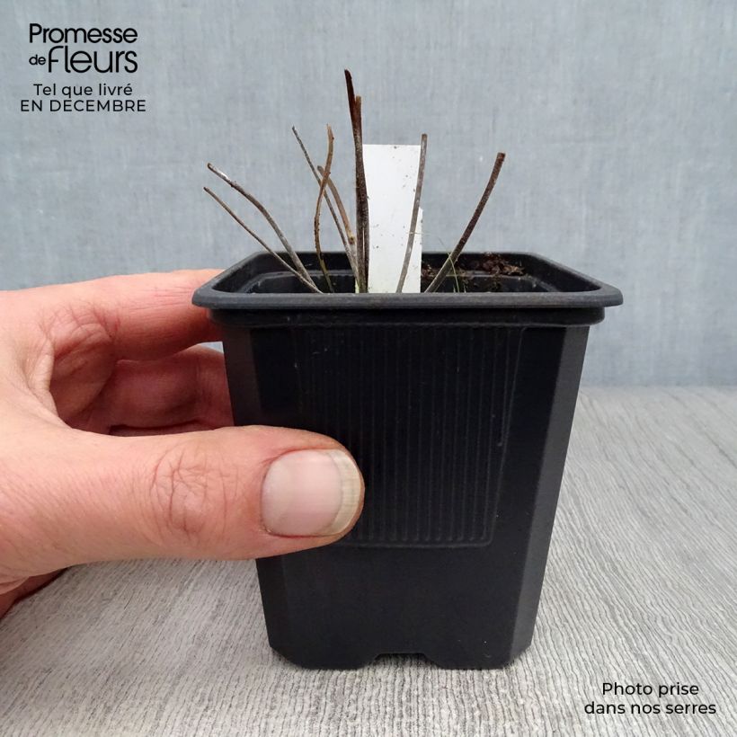 Geranium pratense Summer Skies - Geranio dei prati Vasetto da 8/9 cm esemplare consegnato in inverno