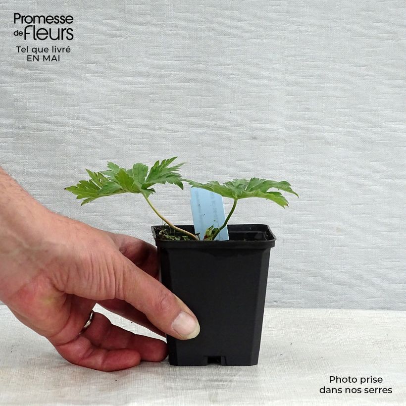 Geranium psilostemon Vasetto da 8/9 cm esemplare consegnato in primavera