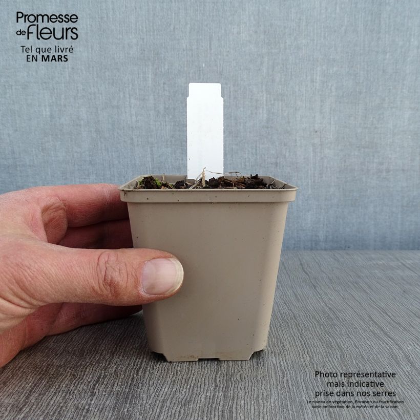 Geranium psilostemon Bressingham Flair Vasetto da 8/9 cm esemplare consegnato in inverno