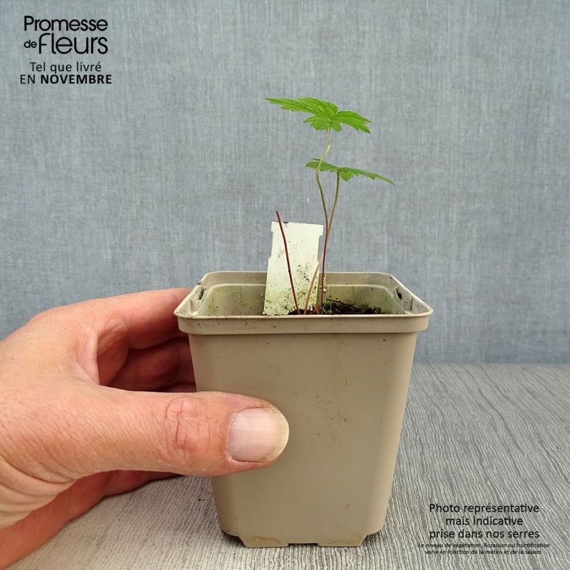 Esemplare di Geranium psilostemon Vasetto da 8/9 cm come consegnato in autunno
