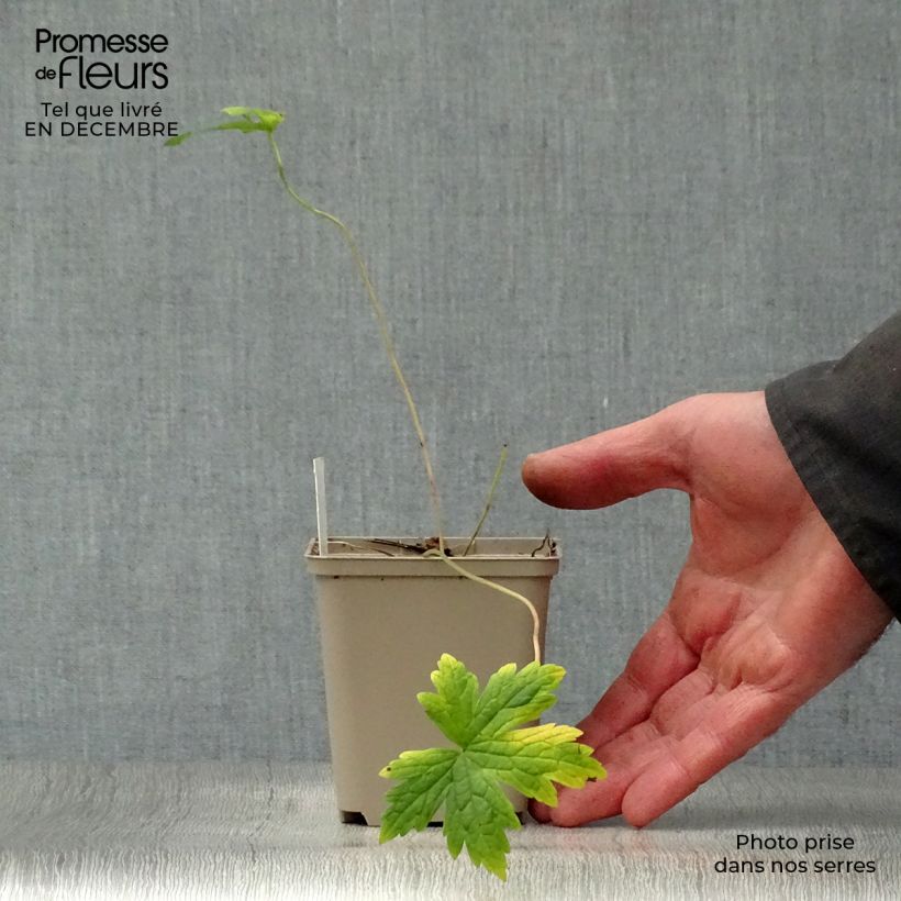 Geranium psilostemon Vasetto da 8/9 cm esemplare consegnato in inverno