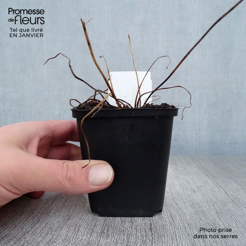 Geranium psilostemon JS Ma Tu Vu Vasetto da 8/9 cm esemplare consegnato in inverno