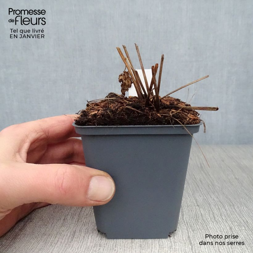 Geranium psilostemon Red Admiral Vasetto da 8/9 cm esemplare consegnato in inverno