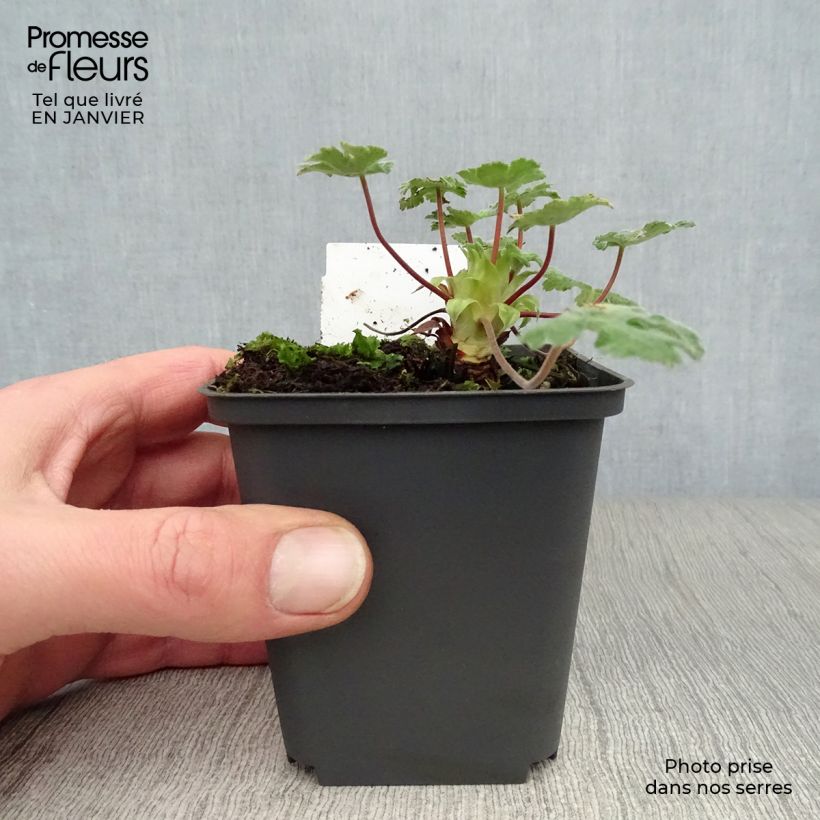 Geranium renardii Tcschelda Vasetto da 8/9 cm esemplare consegnato in inverno