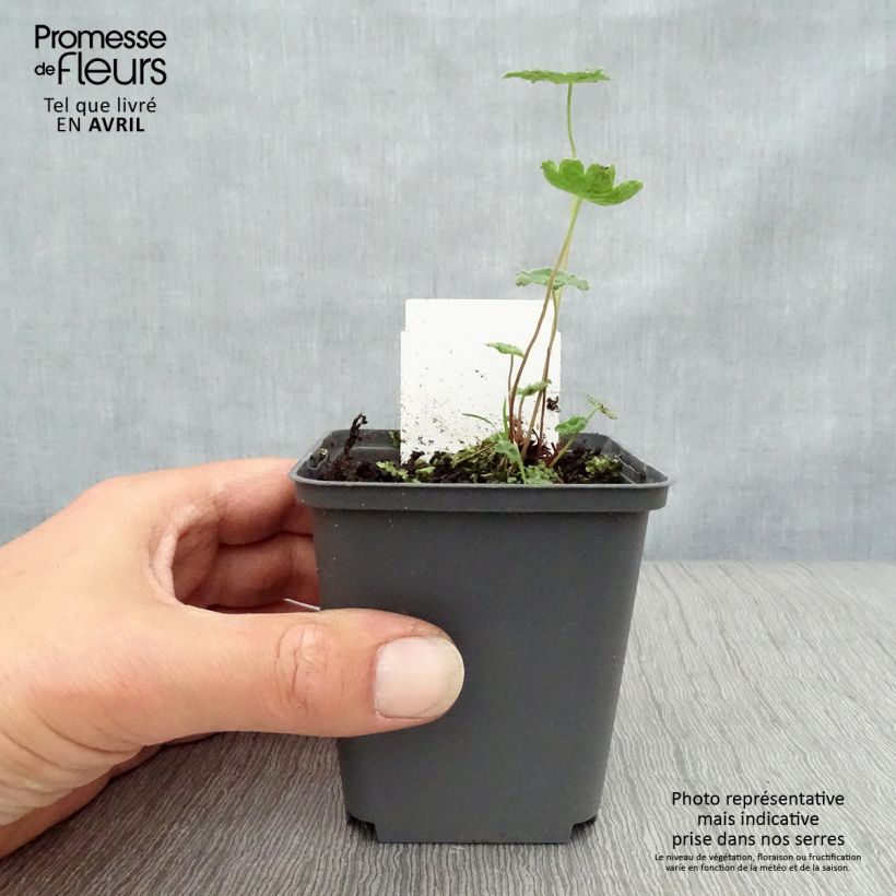 Geranium renardii Tcschelda Vasetto da 8/9 cm esemplare consegnato in primavera