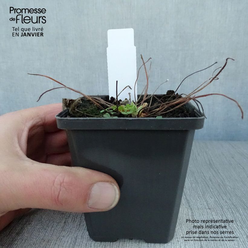 Geranium renardii Zetterlund Vasetto da 8/9 cm esemplare consegnato in inverno