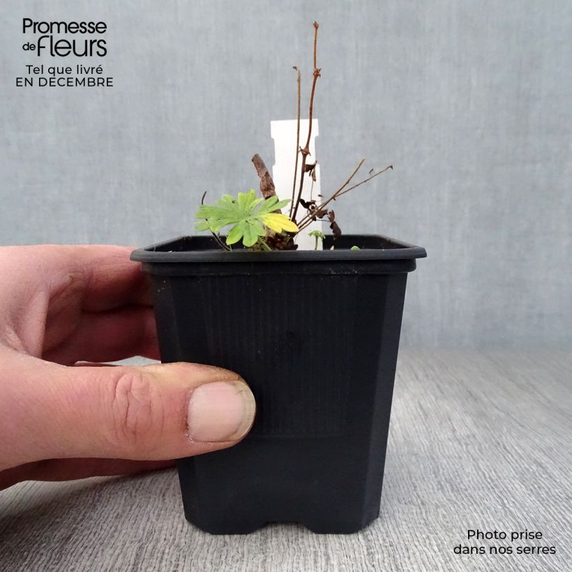 Geranium sanguineum Album - Geranio sanguigno Vasetto da 8/9 cm esemplare consegnato in inverno