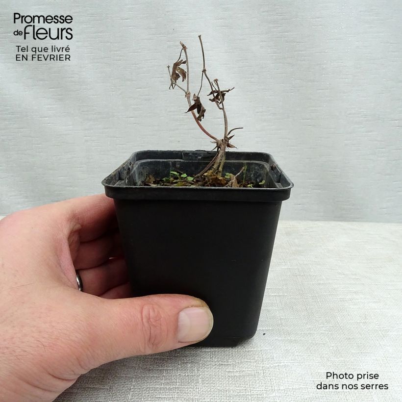 Geranium sanguineum Aviemore - Geranio sanguigno Vasetto da 8/9 cm esemplare consegnato in inverno