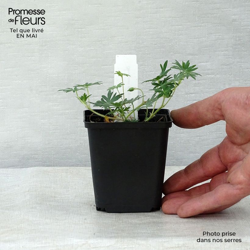 Geranium sanguineum Aviemore - Geranio sanguigno Vasetto da 8/9 cm esemplare consegnato in primavera