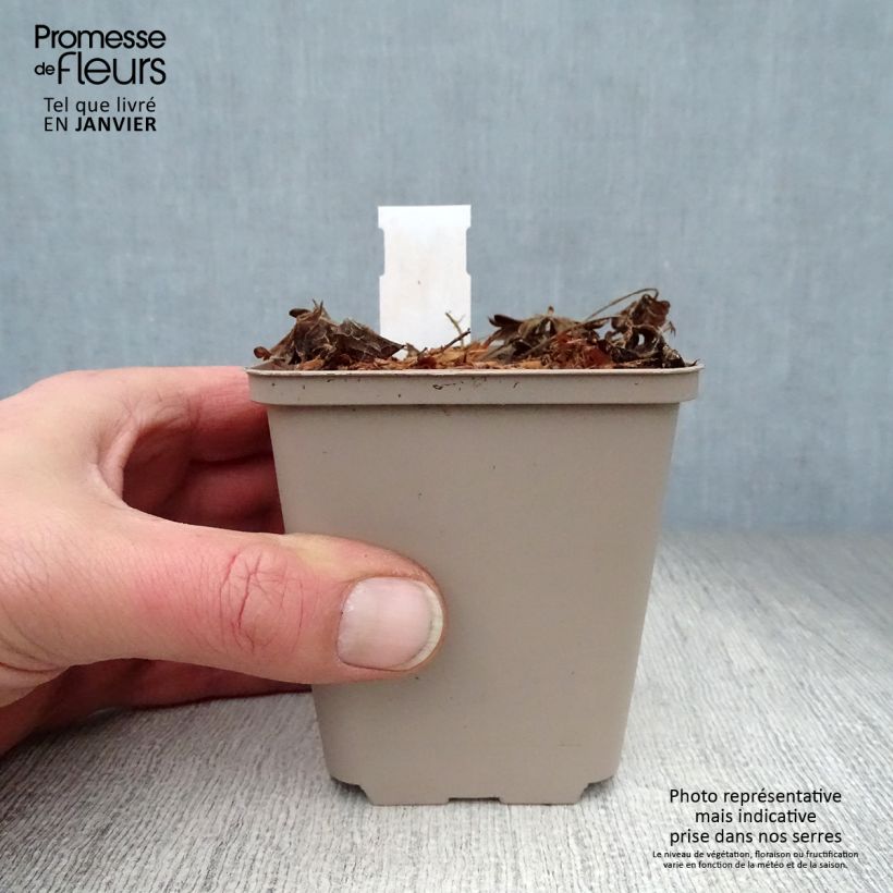 Geranium sanguineum Compactum - Geranio sanguigno Vasetto da 8/9 cm esemplare consegnato in inverno