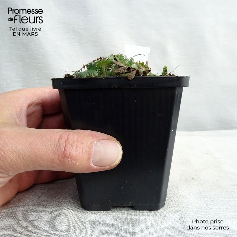 Geranium sanguineum Elke - Geranio sanguigno Vasetto da 8/9 cm esemplare consegnato in inverno