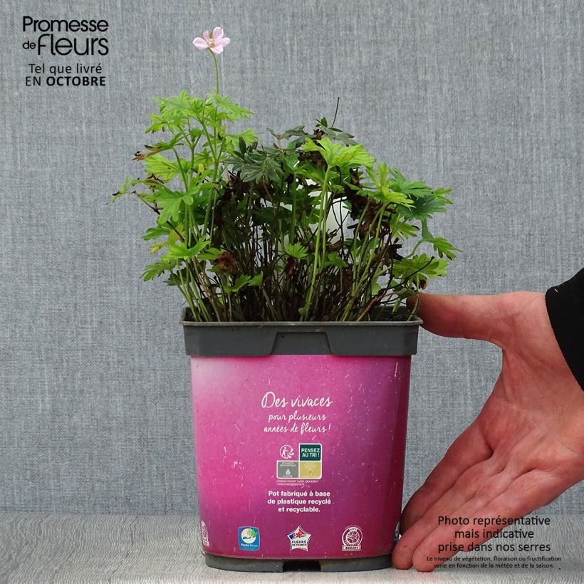 Esemplare di Geranium sanguineum Elke - Geranio sanguigno Vaso da 2L/3L come consegnato in autunno