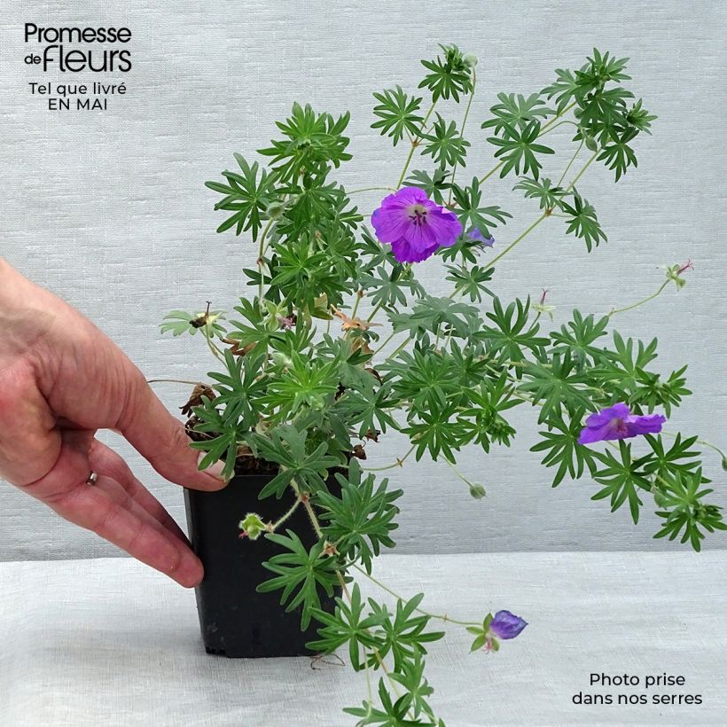 Geranium sanguineum Elsbeth - Geranio sanguigno Vasetto da 8/9 cm esemplare consegnato in primavera