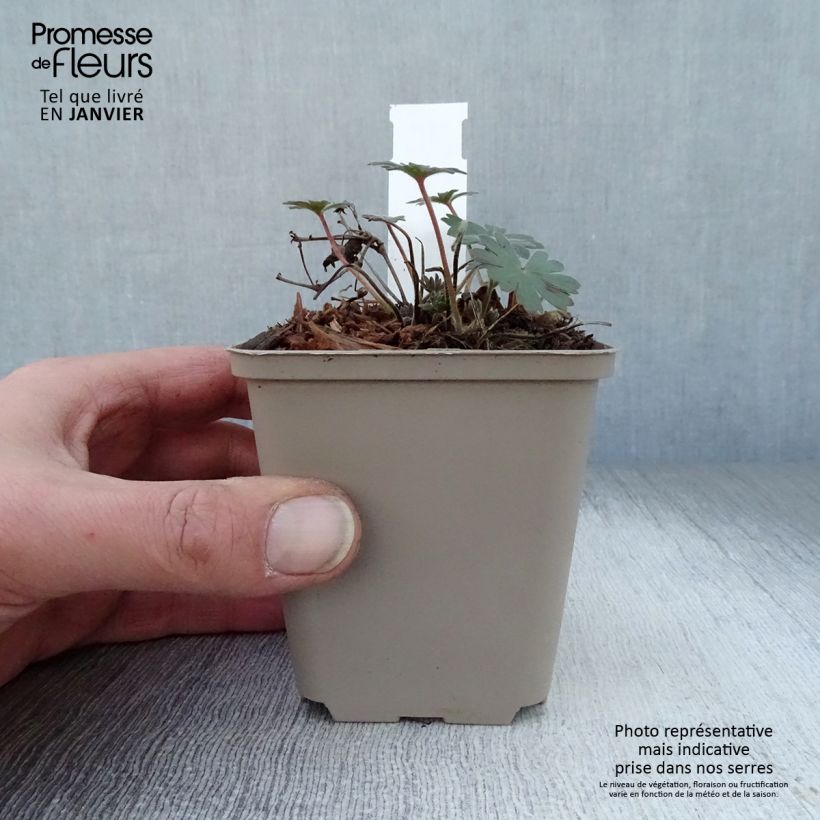 Geranium sanguineum Elsbeth - Geranio sanguigno Vasetto da 8/9 cm esemplare consegnato in inverno