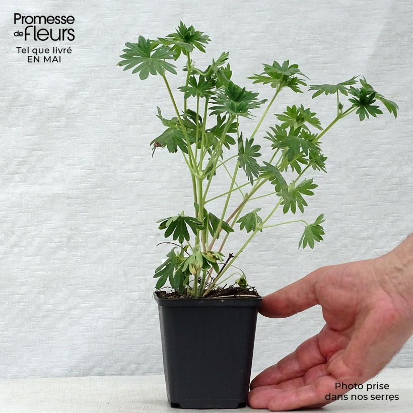 Geranium sanguineum Hannelore - Geranio sanguigno Vasetto da 8/9 cm esemplare consegnato in primavera