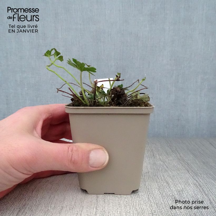 Geranium sanguineum Hannelore - Geranio sanguigno Vasetto da 8/9 cm esemplare consegnato in inverno